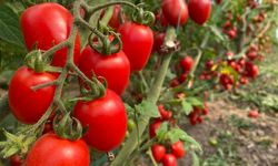 Veriler açıklandı! Meyvede fiyat arttı, sebzede geriledi