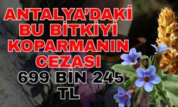 Antalya’daki bu bitkiyi koparmanın cezası 699 bin 245 TL