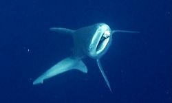 Antalya’daki dalışta köpekbalığı kurtarıldı