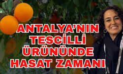 Antalya’nın tescilli ürününde hasat zamanı