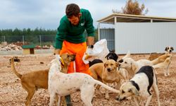 Antalya’da sokak hayvanlarının özel yaşam ikiye katlandı