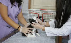 Kepez Belediyesi 2025’te binlerce hayvanı yuva sahibi yaptı