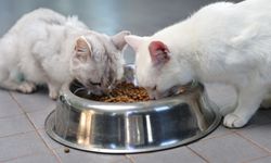 Sokak hayvanları Antalya Büyükşehir Belediyesi’ne emanet