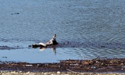 Adana’da yağışlar yüz güldürdü