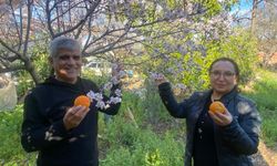 Aksu'da badem ağaçları şubat ortasında çiçek açtı