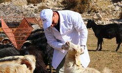 Antalya Büyükşehir Belediyesi’nin çoban haritası belli oldu