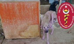 Barınak görüntülerine Veteriner Hekimler Odası’ndan tepki: “İhmaller hekimlere yüklenemez”