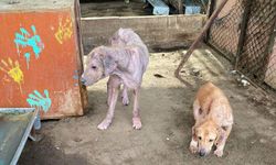 Antalya’daki barınakta tepki çeken görüntülere soruşturma