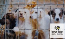 HAKİM'den Kumluca Belediyesi'ne şok iddia: Avukata şiddet olayında sosyal medya polemiği