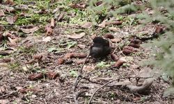 Isparta’da doğaseverlerden serçeye özel isim