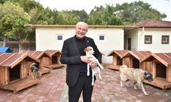 Kepez Belediyesi sokak hayvanlarına yuva oldu