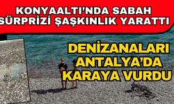 Konyaaltı’nda sabah sürprizi şaşkınlık yarattı! Denizanaları Antalya’da karaya vurdu
