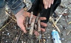 Mersin'de fırtına sonrası binlerce kargı midyesi sahile vurdu