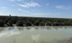 Mersin’de nehir taştı şehir sular altında kaldı