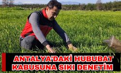 Antalya’daki hububat kabusuna sıkı denetim