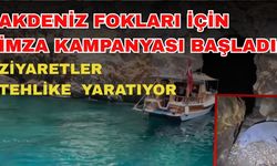 Akdeniz Fokları için imza kampanyası başladı: Turistik ziyaretler tehlike yaratıyor