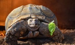 Antalya Doğal Yaşam Parkı’ndan 'Arkadaş' çağrısı