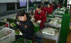 Antalya’da 30 yıllık Hal’den 64 ülkeye dev ihracat