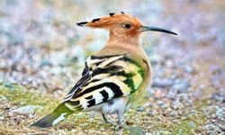 Antalya’da bahar göçü: 3 günde 103 kuş türü görüntülendi