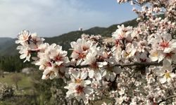 Antalya'da baharın ilk çiçekleri açtı