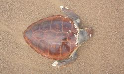 Antalya'da caretta caretta kıyıya vurdu