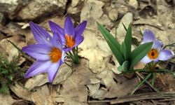 Bakanlık izin verdi Toroslarda ihracat başladı