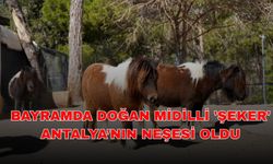 Bayramda doğan midilli 'Şeker' Antalya’nın neşesi oldu