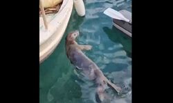 Bodrum'da sevindiren nadir görüntü