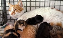 Kediden hayat dersi: Annesi ölen yavru köpeklere annelik yapıyor