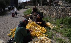 Limon ve turunç kabukları kadınlara gelir oldu