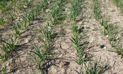 Mersin’de baharı yaşatan nergis çiçekleri gelir kaynağı oldu