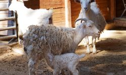 Mini hayvanat bahçesinde yavru sevinci