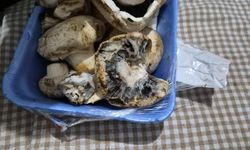 Paketli üründen skandal: Mantar küflü çıktı