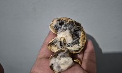 Paketli üründen skandal: Mantar küflü çıktı