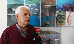 Poyraz, Akdeniz'deki en büyük denizanası türünü Antalya Körfezi'ne soktu