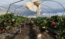 Silifke'yi hortum vurdu: 175 dönüm alan zarar gördü