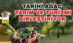 Tarihi ağaç, tarım ve turizmi birleştiriyor! Antalya’nın yeni markası; Oleo Turizm