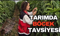 Tarımda zararlılarla mücadelede ‘Böcek’ tavsiyesi... Tarım ve Orman Bakanlığı'da destekliyor