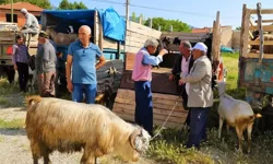 2026 kurbanlık fiyatları belli oldu! Kurbanlık fiyatı ne kadar?