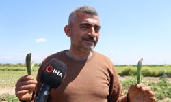 Adana’da Kozan bezelyesi hamsiye benzetildi