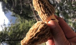 Antalya’daki göbek mantarının fiyatı dudak uçuklattı