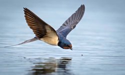 Antalya’daki gözlem heyecanlandırdı! Antalya'da 120'nin üzerinde kuş türü gözlemlendi