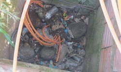 Antalya’daki itfaiyeden üç kirpi ve serçe mesaisi