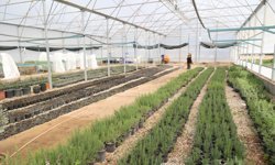 Antalya’nın coğrafi işaret alan ürünün dağıtımı yapılacak