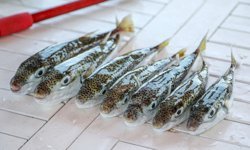 Denizler temizlendi 6 yılda 665 bin balon balığı yakalandı