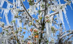 Antalya Valiliği’nden zirai don uyarısı