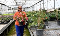 Muratpaşa Belediyesi 130 bin dal çiçek üretecek