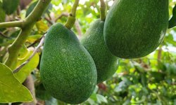 Uzmanından altın niteliğinde tavsiyeler! Avokado yetiştiriciliği ek iş olarak yapılamaz