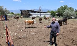 17 yıllık avukatlık mesleğine hayvancılığı da ekledi