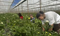 Antalya’da tanesi 150 TL'den satılıyor, Türkiye'nin 81 iline gönderiliyor